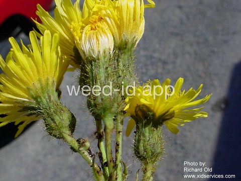 sowthistle, perennial